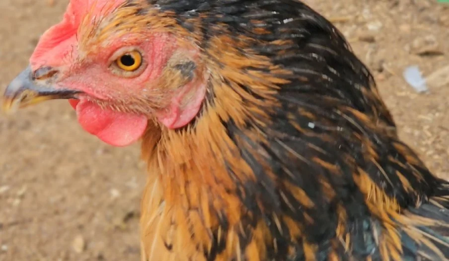 Close-up of a hen