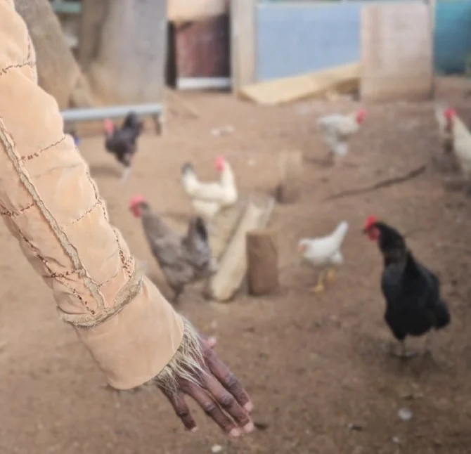 Hand reaching down among chickens in a farmyard