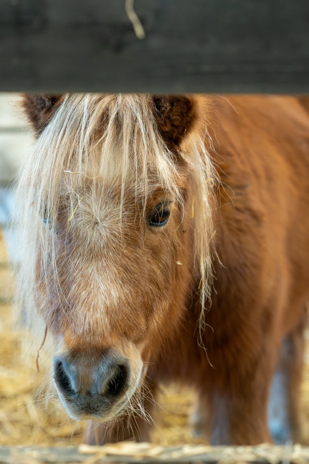 A shaggy pony at Standalone Farm